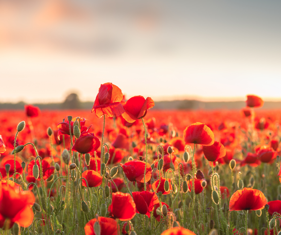 Poppies at sunset